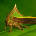 Typical Treehoppers - Photo (c) Andreas Kay, some rights reserved (CC BY-NC-SA)