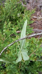 Dioscorea auriculata