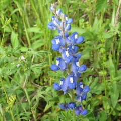 Lupinus subcarnosus