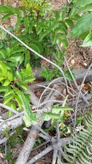 Dioscorea auriculata