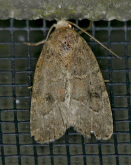 Elaphria fuscimacula