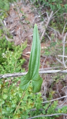 Dioscorea auriculata