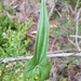 Dioscorea auriculata - Photo (c) ludovica_, algunos derechos reservados (CC BY-NC), subido por ludovica_