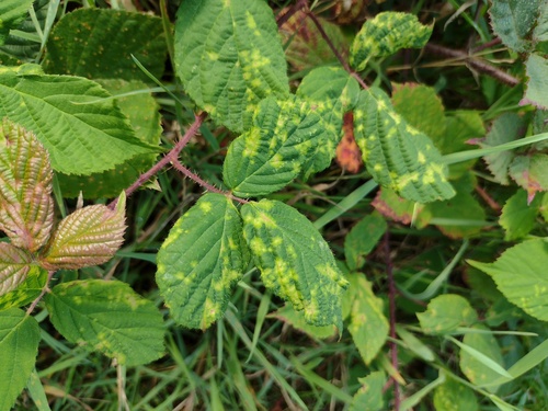 Raspberry leaf eriophyid mite
