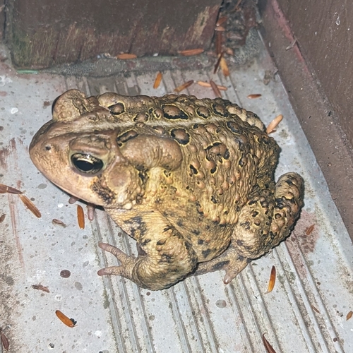 Eastern American Toad photographed in New York