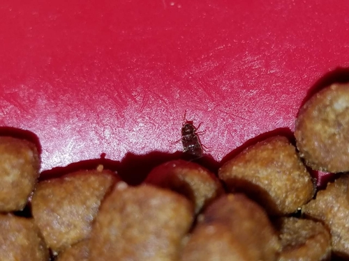 Ptinidae