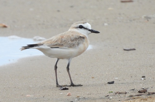 East Coast White-fronted Plover