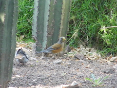Turdus rufopalliatus