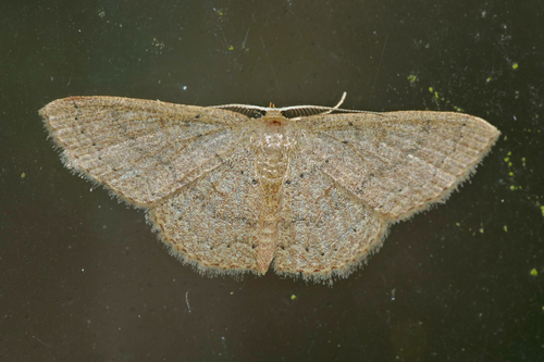 Common Tan Wave, photo 5 of 7