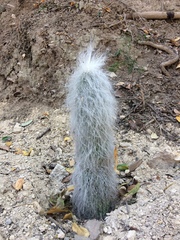 Cephalocereus senilis