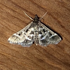 Diasemiodes janassialis