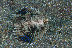 Dactyloptena orientalis