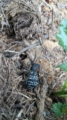 Aegorhinus superciliosus