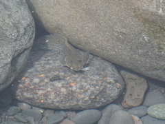 Parablennius parvicornis