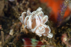 Phyllodesmium lembehense