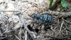 Aegorhinus superciliosus