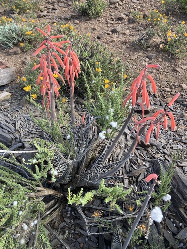 Gonialoe variegata