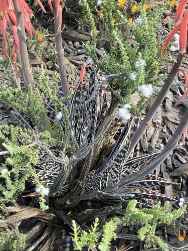Gonialoe variegata