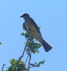 Tyrannus verticalis