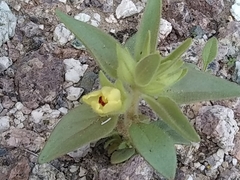 Mohavea breviflora