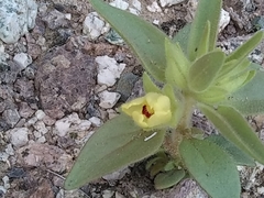 Mohavea breviflora