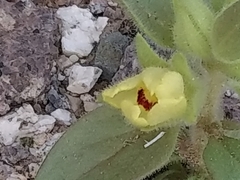 Mohavea breviflora