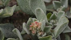 Atriplex elegans fasciculata