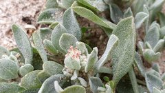 Atriplex elegans fasciculata