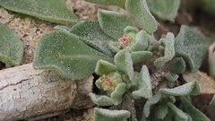 Atriplex elegans fasciculata