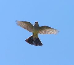 Tyrannus verticalis