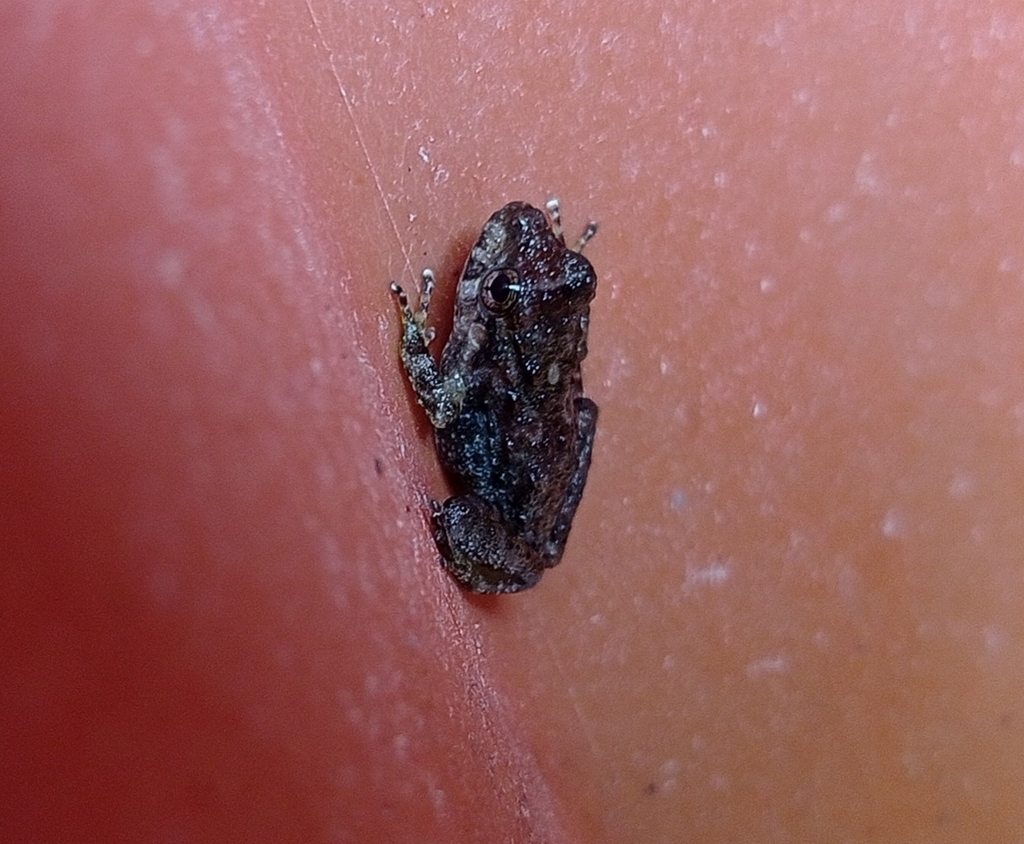 Craugastor vocalis from 63713 Nay., México on August 31, 2023 at 1222