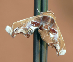 Eutelia pulcherrimus