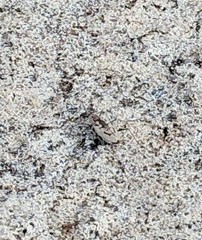 Ellipsoptera hamata pallifera