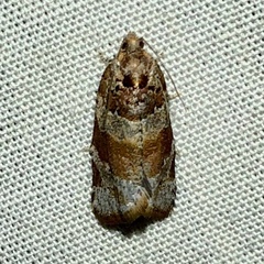 Argyrotaenia kimballi