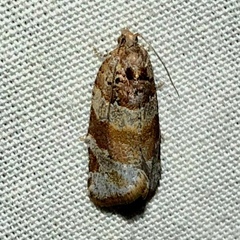 Argyrotaenia kimballi