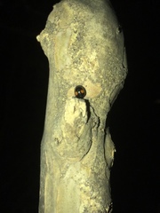 Chilocorus stigma