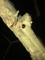 Chilocorus stigma