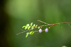 Sphyrospermum buxifolium image