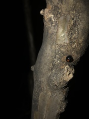 Chilocorus stigma