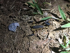 Centruroides bicolor