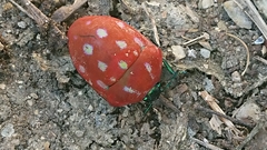 Poecilocoris druraei