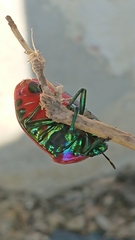 Poecilocoris druraei