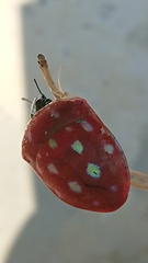 Poecilocoris druraei