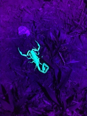 Centruroides bicolor