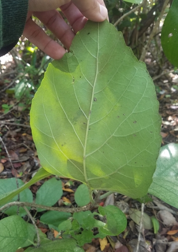 Cordiaceae image