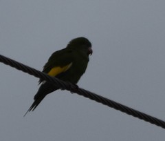 Brotogeris versicolurus