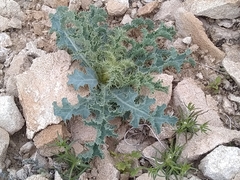 Argemone munita