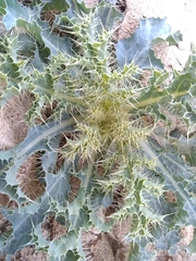 Argemone munita