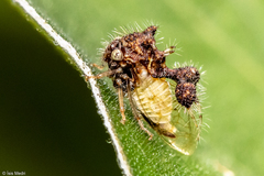 Cyphonia clavigera