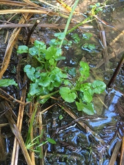 Cardamine breweri orbicularis